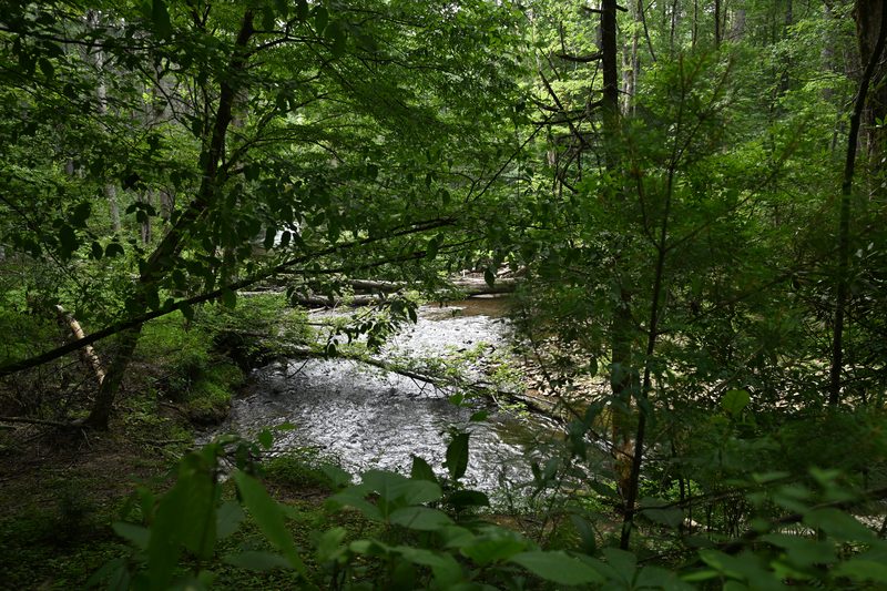 Georgia Creek.JPG
